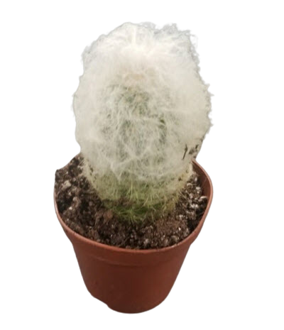 2" Cactus Dybowski